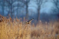 Sumpfohreule i Flug kotend