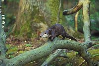 Fischotter auf  Baumstamm