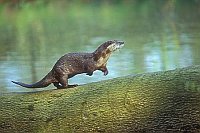 Fischotter laufend a Baumst