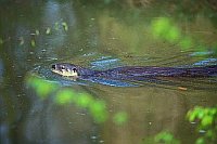 Fischotter schwimmend