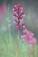 Schmetterlings-Knabenkraut