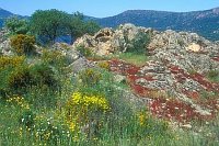 Felsengarten in der Balagne