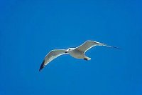 Korallenm�we vor bl Himmel