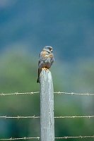 Rotfussfalke auf Weidepfahl