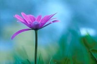 Anemone Einzelbluete