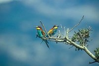 Bienenfresser Paar auf Ast