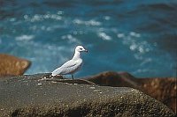 Korallenm�we auf Felsen