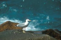 Weisskopfm�we auf Felsen