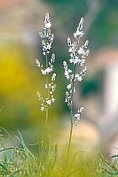 Affodill kleinfruechtiger