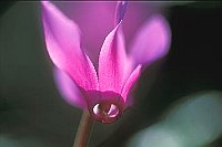 Fruehlingsalpenveilchen 1 B