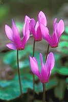 Fruehlingsalpenveilchen 4 B