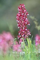 Schmetterlings-Knabenkraut 4