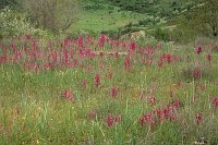 Schmetterlings-Knabenkraut W