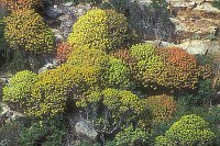 Baum Wolfsmilch Capo Rosso