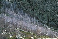 Eschen Restonica Schlucht