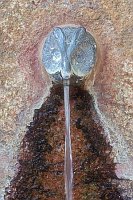 Eulen Wasserspeier Serriera