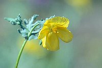 Gelber Hornmohn Einzelbluet