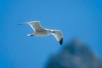 Korallenmoewe im Flug