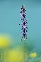 Rittersporn mit Hummel