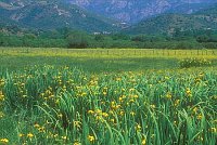 Schwertlilien Wiese Chiuni