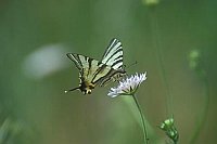 Segelfalter auf Bluete