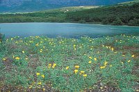 Gelber Hornmohn Etang de Cr