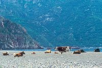 Strand von Bussaglia Rinder