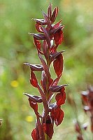 Herzfoermiger Zungenstendel