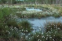 Hochmoor m frucht Wollgras