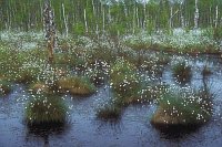 Wollgras Bulten Hochmoor