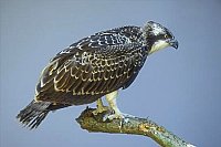 Fischadler auf Ast seitlich