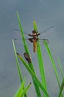 Plattbauchlibelle m Larvenh