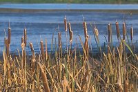 Rohrkolben Fruchtstaende