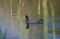Kammblesshuhn auf Wasser