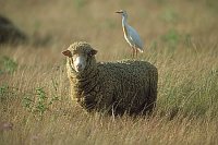 Kuhreiher auf Schaf Extrema