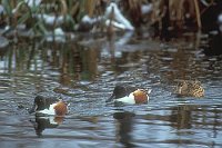 Loeffelenten 3 Ex a Wasser