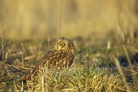 Sumpfohreule n hint schauen