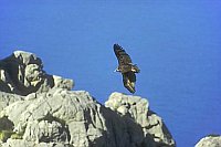 Moenchsgeier ue Felsen flie