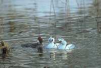 Zwergsaeger bei der Balz