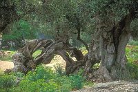 Olivenbaum altes Exemplar