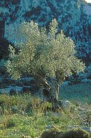 Olivenbaum im Gebirge