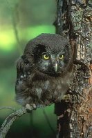 Rauhfusskauz Aestling Stamm