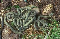 Ringelnattern Nest m Jungen