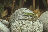 Ruineneidechse auf Stein