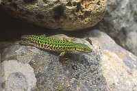 Ruineneidechse v Felsspalt