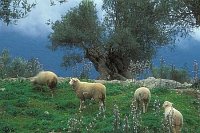 Schafe weidend m Olivenbaum