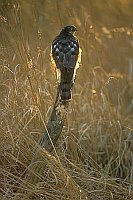 Sperber im Gegenlicht