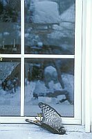 Sperber Scheibe verunglueckt