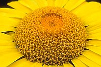 Faerberkamille Bluete