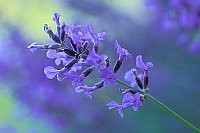 Lavendel Stil mit Blueten